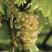 Riesling 2023 – Image 3