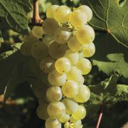 Riesling Grand Cru Eichberg 2023 – Image 2